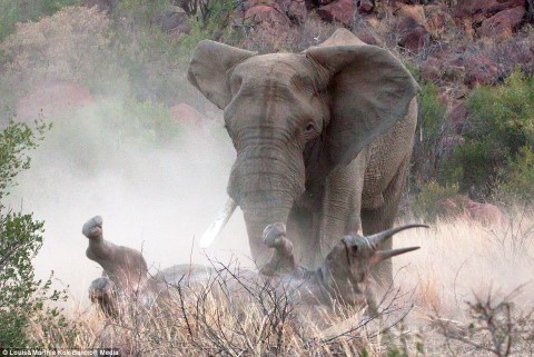 voi đực, tấn công, tê giác, bảo vệ con, cuộc chiến