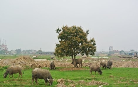 nhà-đất, Đông-Anh, Thạch-Thất, bỏ-hoang, biệt-thự, BĐS, địa-ốc, vay-tiền, ngân-hàng, mua-nhà