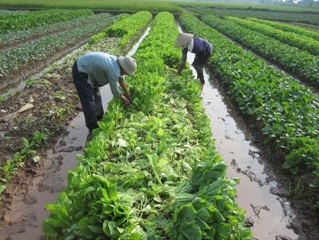 nông-sản, siêu-thị, BigC, Metro, hóa-chất, hàng-Việt, hàng-tàu, đội-lốt, cạnh-tranh, ung-thư