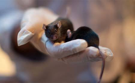 virus Ebola, chuột biến đổi gen, thử nghiệm, vắc-xin, phương pháp điều trị