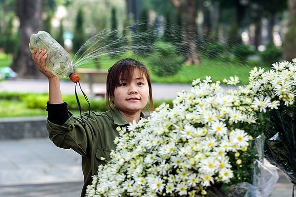 mùa đông, cúc họa mi, hàng hoa, hoa cúc