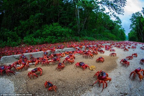 Cuộc di cư của hàng triệu cua đỏ trên đảo Giáng sinh