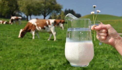 sữa tươi, nguyên chất, sữa thô, chưa tiệt trùng, nguy hiểm, gây hại sức khỏe