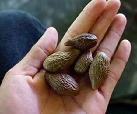 ăn-chơi, mốt, thú-chơi, gây-sốt, cúc-họa-mi, cây-úp-ngược, hạt-ươi, quả-hại, ăn-vặt, nho-Lào ăn-chơi, mốt, thú-chơi, gây-sốt, cúc-họa-mi, cây-úp-ngược, hạt-ươi, quả-hại, ăn-vặt, nho-Lào