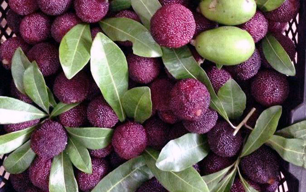 ăn-chơi, mốt, thú-chơi, gây-sốt, cúc-họa-mi, cây-úp-ngược, hạt-ươi, quả-hại, ăn-vặt, nho-Lào ăn-chơi, mốt, thú-chơi, gây-sốt, cúc-họa-mi, cây-úp-ngược, hạt-ươi, quả-hại, ăn-vặt, nho-Lào