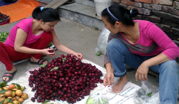 ăn-chơi, mốt, thú-chơi, gây-sốt, cúc-họa-mi, cây-úp-ngược, hạt-ươi, quả-hại, ăn-vặt, nho-Lào ăn-chơi, mốt, thú-chơi, gây-sốt, cúc-họa-mi, cây-úp-ngược, hạt-ươi, quả-hại, ăn-vặt, nho-Lào
