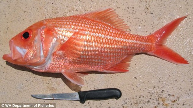 cá hồi, thọ 84 tuổi, phát hiện, Australia