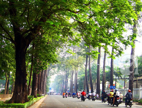 Sài Gòn, con đường màu xanh, cây cổ thụ