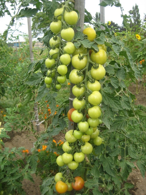 Cách trồng cà chua ngon và sai quả cho các nông dân ở nhà phố