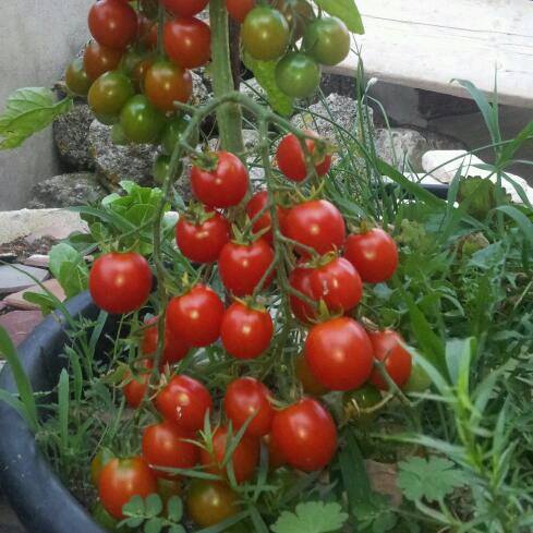 Cách trồng cà chua ngon và sai quả cho các 'nông dân' ở nhà phố