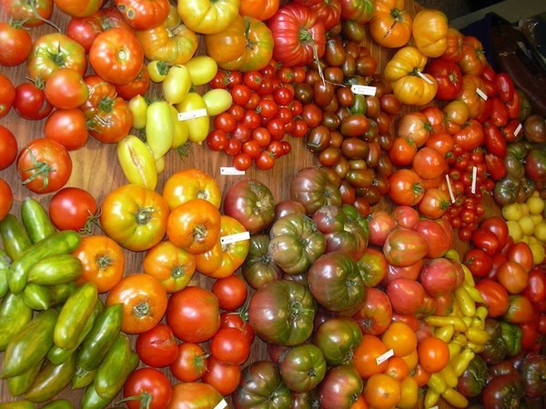 Cách trồng cà chua ngon và sai quả cho các 'nông dân' ở nhà phố