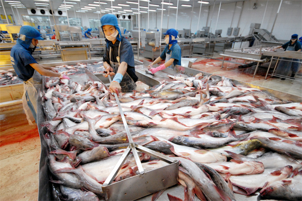Theo các DN, tỷ lệ khách mua sản phẩm phi lê cá tra hàm lượng ẩm 82-83% là rất ít