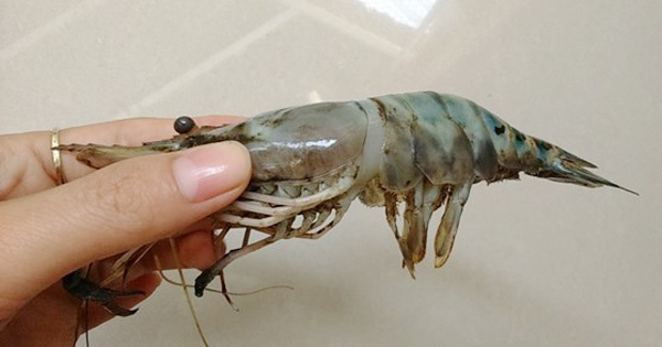 tôm, phân-biệt-tôm-hóa-chất, tôm-hóa-chất, tôm-bơm-hóa-chất, thực-phẩm, hải-sản, tôm, phân-biệt-tôm-hóa-chất, tôm-hóa-chất, tôm-bơm-hóa-chất, thực-phẩm, hải-sản,
