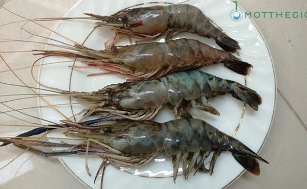 tôm, phân-biệt-tôm-hóa-chất, tôm-hóa-chất, tôm-bơm-hóa-chất, thực-phẩm, hải-sản, tôm, phân-biệt-tôm-hóa-chất, tôm-hóa-chất, tôm-bơm-hóa-chất, thực-phẩm, hải-sản,