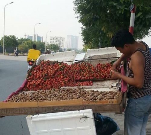 Đà-Lạt, đặc-sản, đội-lốt, khoai-tây, dâu-tây, hành-tây, mứt-tết, bắp-cải, hàng-tàu, Trung-Quốc, trá-hình, giả, lừa-đảo Đà-Lạt, đặc-sản, đội-lốt, khoai-tây, dâu-tây, hành-tây, mứt-tết, bắp-cải, hàng-tàu, Trung-Quốc, trá-hình, giả, lừa-đảo