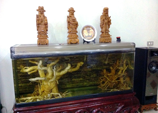 đinh-lăng, nhân-sâm-Việt-Nam, Hải-Hà, thu-nhập, dược-liệu đinh-lăng, nhân-sâm-Việt-Nam, Hải-Hà, thu-nhập, dược-liệu