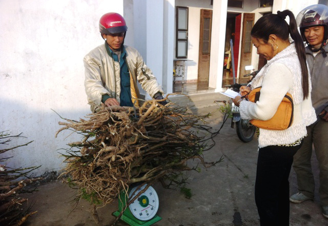 Bể rượu 500 lít ngâm củ đinh lăng khủng nhất Việt Nam