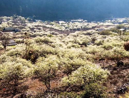 Giới trẻ mê mẩn cảnh hoa mận nở trắng trời Mộc Châu