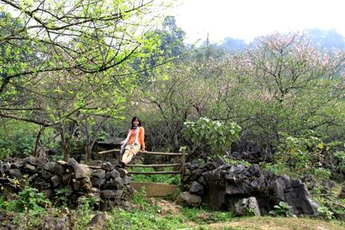 hoa mận, Mộc Châu, trải nghiệm, ngắm cảnh, thưởng ngoạn, vẻ đẹp, giới trẻ, mê mẩn hoa mận, Mộc Châu, trải nghiệm, ngắm cảnh, thưởng ngoạn, vẻ đẹp, giới trẻ, mê mẩn
