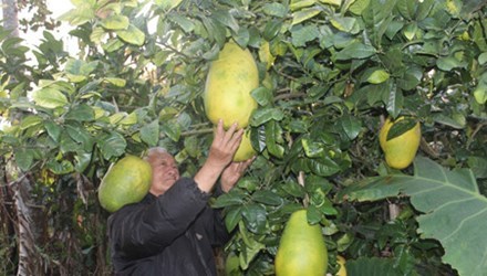 Ông Dương Quang Quế bên những trái chanh khổng lồ không hạt