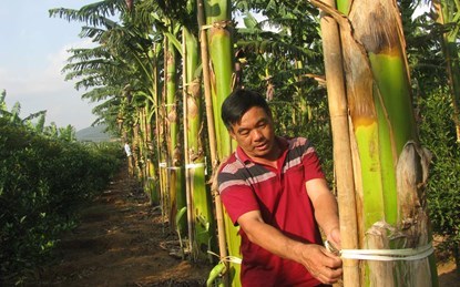 trồng-chuối, Nguyễn-Văn-Thu, Quảng-Ninh, nông-dân, tỷ-phú, biệt-thự, ôtô, tiền-tỷ trồng-chuối, Nguyễn-Văn-Thu, Quảng-Ninh, nông-dân, tỷ-phú, biệt-thự, ôtô, tiền-tỷ