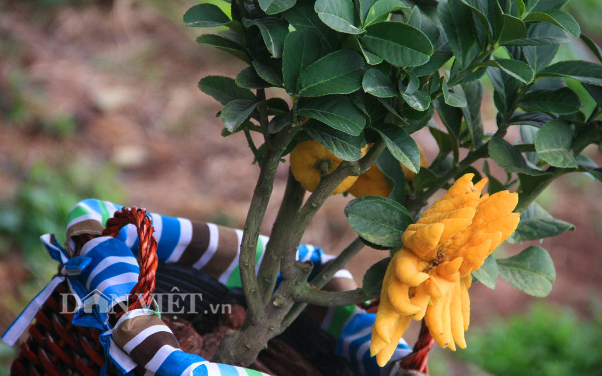 Phật thủ bonsai dáng “bàn tay chắp” cực lạ giá hơn chục triệu