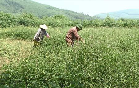 Dược liệu quý mở đường thoát nghèo cho nông dân Việt