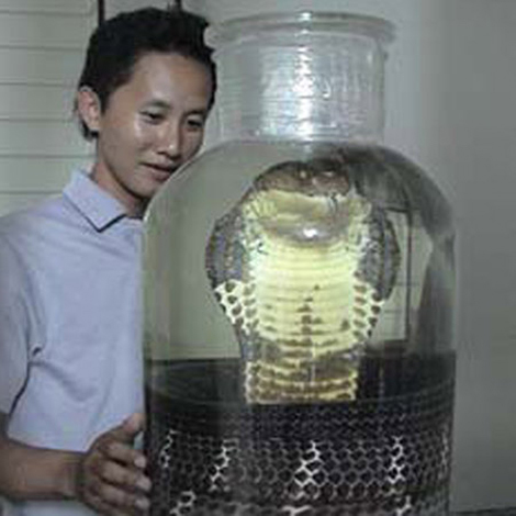 Mãng xà 7 mét trong bể rượu đại gia Tuyên Quang