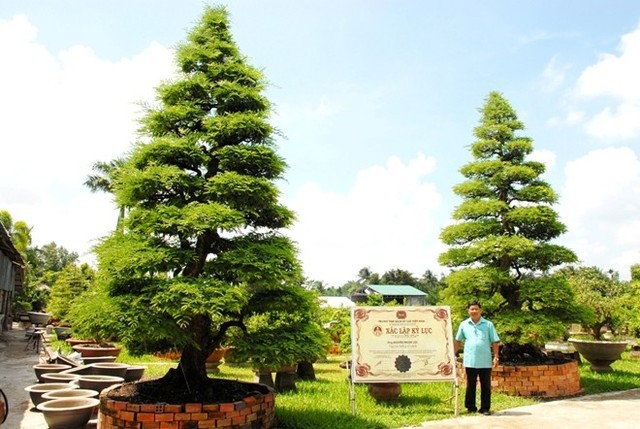 1.000 cây cổ tùng trong vườn đại gia Bê Trầm