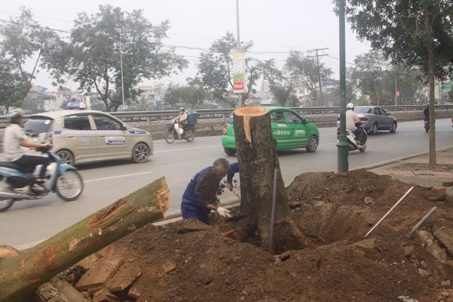 cây xanh, Hà Nội, công cộng, Sở Xây dựng...