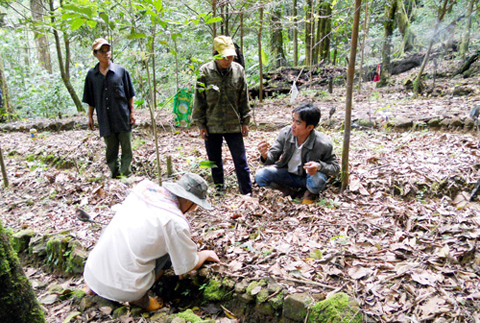 sâm-Ngọc-Linh, Nam-Trà-My, Quảng-Nam, quế-bắc, đào-vàng, nghèo-đói, tỷ-đô, sâm-Việt-Nam sâm-Ngọc-Linh, Nam-Trà-My, Quảng-Nam, quế-bắc, đào-vàng, nghèo-đói, tỷ-đô, sâm-Việt-Nam