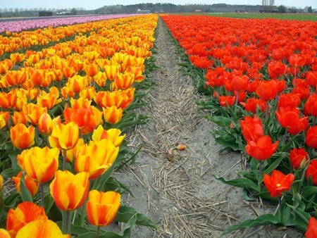 Đẹp như tranh vẽ những cánh đồng hoa tulip rực rỡ vào mùa