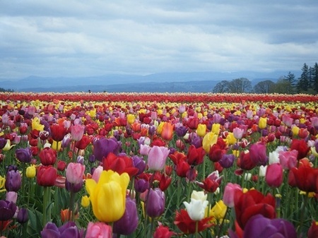 Đẹp như tranh vẽ những cánh đồng hoa tulip rực rỡ vào mùa