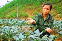 Dịch vụ kế toán trọn gói giá rẻ