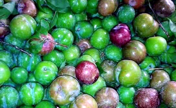Mận, mận-non, sinh-viên, giới-văn-phòng, mận-mộc-châu, mận-đầu-mùa, thu-nhập, kiếm-tiền Mận, mận-non, sinh-viên, giới-văn-phòng, mận-mộc-châu, mận-đầu-mùa, thu-nhập, kiếm-tiền