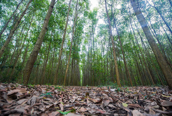 trồng-rừng, ngân-hàng-thế-giới, world bank, dự-án-lâm-nghiệp, cải-tạo-đất, nông-dân, thoát-nghèo, tỷ-phú trồng-rừng, ngân-hàng-thế-giới, world bank, dự-án-lâm-nghiệp, cải-tạo-đất, nông-dân, thoát-nghèo, tỷ-phú