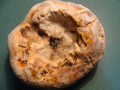 trường-sinh, ung-thư, nấm-rừng, Trần-Ngọc-Lâm, Hoàng-Liên-Sơn, nhân-sâm, thuốc-quý trường-sinh, ung-thư, nấm-rừng, Trần-Ngọc-Lâm, Hoàng-Liên-Sơn, nhân-sâm, thuốc-quý