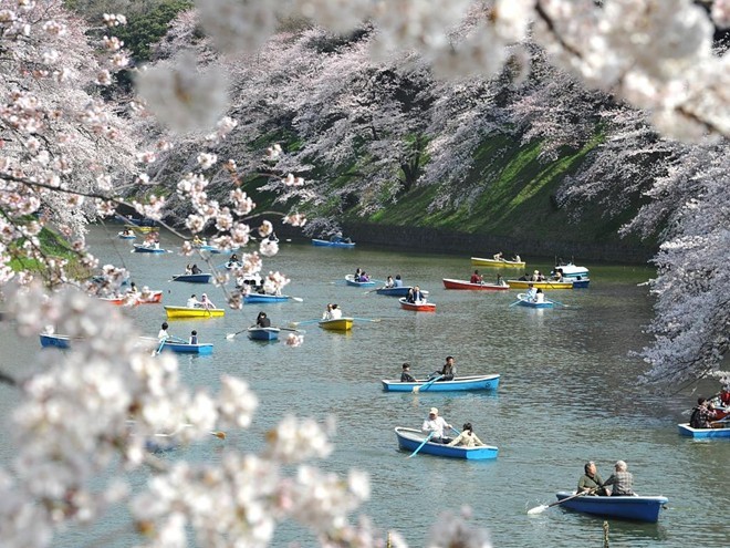hoa đào, Nhật Bản, sắc hoa