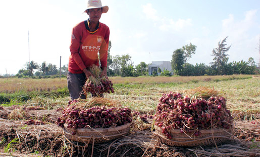 Hành-tím, Vĩnh-Châu, tiêu-thụ, nông-dân, củ-hành, xuất-khẩu, thương-hiệu, tiêu-chuẩn, Global GAP, hành tím, Vĩnh Châu, tiêu thụ, nông dân, củ hành, xuất khẩu, thương hiệu, tiêu chuẩn Hành-tím, Vĩnh-Châu, tiêu-thụ, nông-dân, củ-hành, xuất-khẩu, thương-hiệu, tiêu-chuẩn, Global GAP, hành tím, Vĩnh Châu, tiêu thụ, nông dân, củ hành, xuất khẩu, thương hiệu, tiêu chuẩn