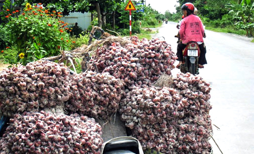 Hành-tím, Vĩnh-Châu, tiêu-thụ, nông-dân, củ-hành, xuất-khẩu, thương-hiệu, tiêu-chuẩn, Global GAP, hành tím, Vĩnh Châu, tiêu thụ, nông dân, củ hành, xuất khẩu, thương hiệu, tiêu chuẩn Hành-tím, Vĩnh-Châu, tiêu-thụ, nông-dân, củ-hành, xuất-khẩu, thương-hiệu, tiêu-chuẩn, Global GAP, hành tím, Vĩnh Châu, tiêu thụ, nông dân, củ hành, xuất khẩu, thương hiệu, tiêu chuẩn