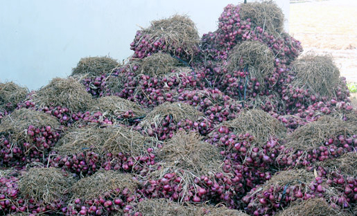 Hành-tím, Vĩnh-Châu, tiêu-thụ, nông-dân, củ-hành, xuất-khẩu, thương-hiệu, tiêu-chuẩn, Global GAP, hành tím, Vĩnh Châu, tiêu thụ, nông dân, củ hành, xuất khẩu, thương hiệu, tiêu chuẩn Hành-tím, Vĩnh-Châu, tiêu-thụ, nông-dân, củ-hành, xuất-khẩu, thương-hiệu, tiêu-chuẩn, Global GAP, hành tím, Vĩnh Châu, tiêu thụ, nông dân, củ hành, xuất khẩu, thương hiệu, tiêu chuẩn