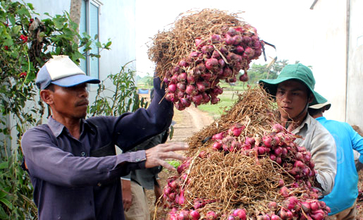 Hành-tím, Vĩnh-Châu, tiêu-thụ, nông-dân, củ-hành, xuất-khẩu, thương-hiệu, tiêu-chuẩn, Global GAP, hành tím, Vĩnh Châu, tiêu thụ, nông dân, củ hành, xuất khẩu, thương hiệu, tiêu chuẩn Hành-tím, Vĩnh-Châu, tiêu-thụ, nông-dân, củ-hành, xuất-khẩu, thương-hiệu, tiêu-chuẩn, Global GAP, hành tím, Vĩnh Châu, tiêu thụ, nông dân, củ hành, xuất khẩu, thương hiệu, tiêu chuẩn