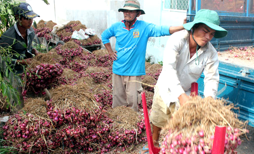 Hành-tím, Vĩnh-Châu, tiêu-thụ, nông-dân, củ-hành, xuất-khẩu, thương-hiệu, tiêu-chuẩn, Global GAP, hành tím, Vĩnh Châu, tiêu thụ, nông dân, củ hành, xuất khẩu, thương hiệu, tiêu chuẩn Hành-tím, Vĩnh-Châu, tiêu-thụ, nông-dân, củ-hành, xuất-khẩu, thương-hiệu, tiêu-chuẩn, Global GAP, hành tím, Vĩnh Châu, tiêu thụ, nông dân, củ hành, xuất khẩu, thương hiệu, tiêu chuẩn