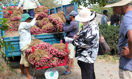 Hành-tím, Vĩnh-Châu, tiêu-thụ, nông-dân, củ-hành, xuất-khẩu, thương-hiệu, tiêu-chuẩn, Global GAP, hành tím, Vĩnh Châu, tiêu thụ, nông dân, củ hành, xuất khẩu, thương hiệu, tiêu chuẩn Hành-tím, Vĩnh-Châu, tiêu-thụ, nông-dân, củ-hành, xuất-khẩu, thương-hiệu, tiêu-chuẩn, Global GAP, hành tím, Vĩnh Châu, tiêu thụ, nông dân, củ hành, xuất khẩu, thương hiệu, tiêu chuẩn