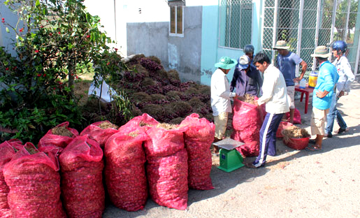 Hành-tím, Vĩnh-Châu, tiêu-thụ, nông-dân, củ-hành, xuất-khẩu, thương-hiệu, tiêu-chuẩn, Global GAP, hành tím, Vĩnh Châu, tiêu thụ, nông dân, củ hành, xuất khẩu, thương hiệu, tiêu chuẩn Hành-tím, Vĩnh-Châu, tiêu-thụ, nông-dân, củ-hành, xuất-khẩu, thương-hiệu, tiêu-chuẩn, Global GAP, hành tím, Vĩnh Châu, tiêu thụ, nông dân, củ hành, xuất khẩu, thương hiệu, tiêu chuẩn