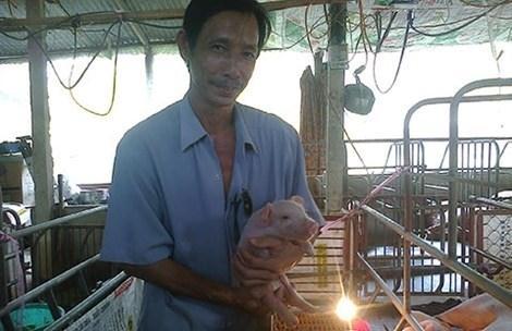 Nông dân cho lợn nghe nhạc Mr. Đàm để dễ đậu thai