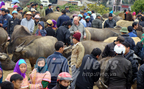 mổ trâu, nông dân, Bắc Giang, Phúc Lâm, thương lái, nái trâu, thịt trâu, thịt bò, mổ-trâu, nông-dân, Bắc-Giang, Phúc-Lâm, thương-lái, nái-trâu, thịt-trâu, thịt-bò