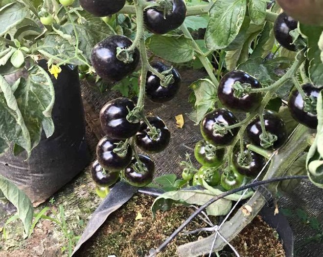 Cà chua đen 140 ngàn/kg, chờ cả năm mới được mua