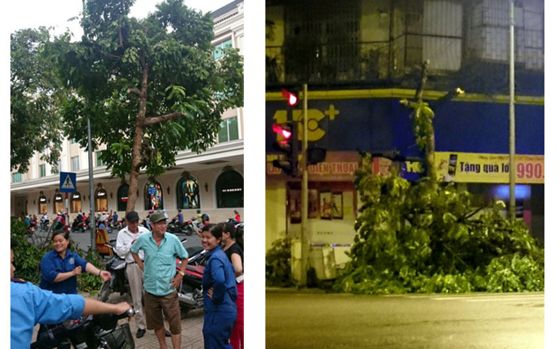 Hà Nội, cây xanh, hồ Hoàn Kiếm, bị cắt trụi