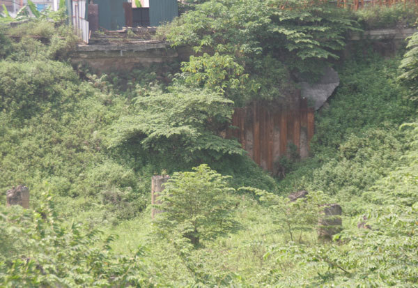 Hà Nội: Ngỡ ngàng rừng rậm trong hầm chung cư